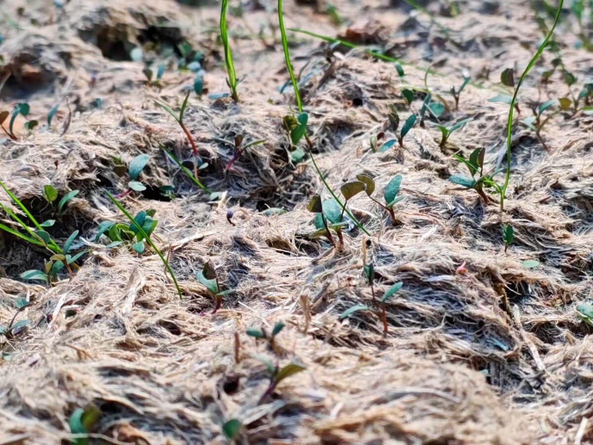 hydroseeding