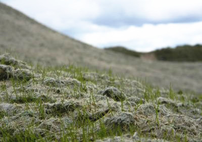 Hydroseeding used wood fiber