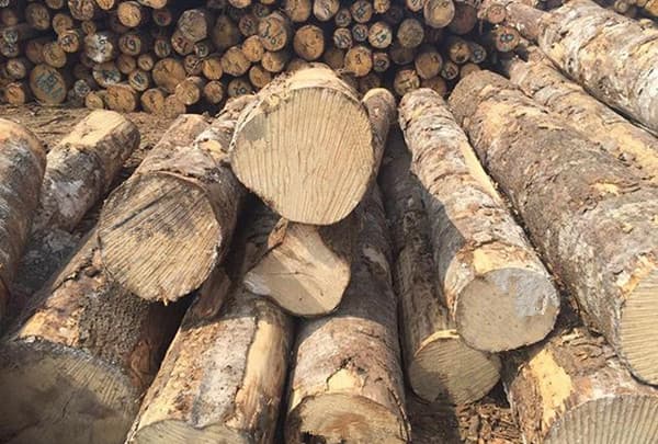 wood fiber raw material
